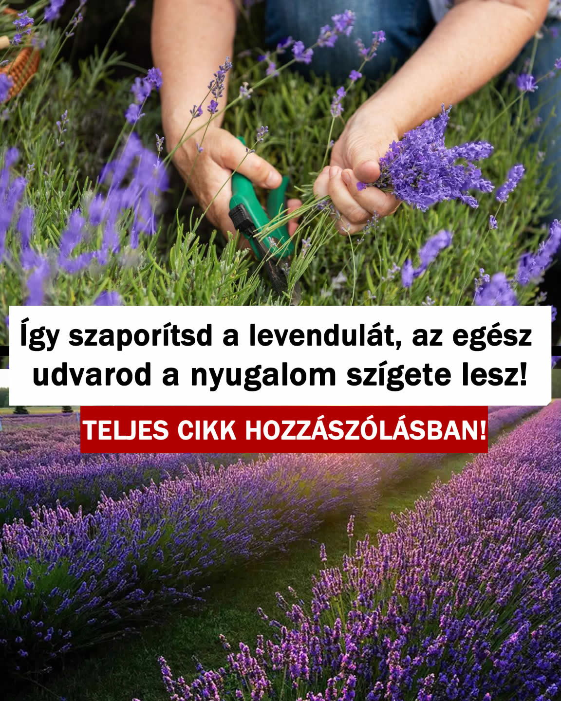 Így szaporítsd a levendulát, egész udvarod a nyugalom szigete lesz!