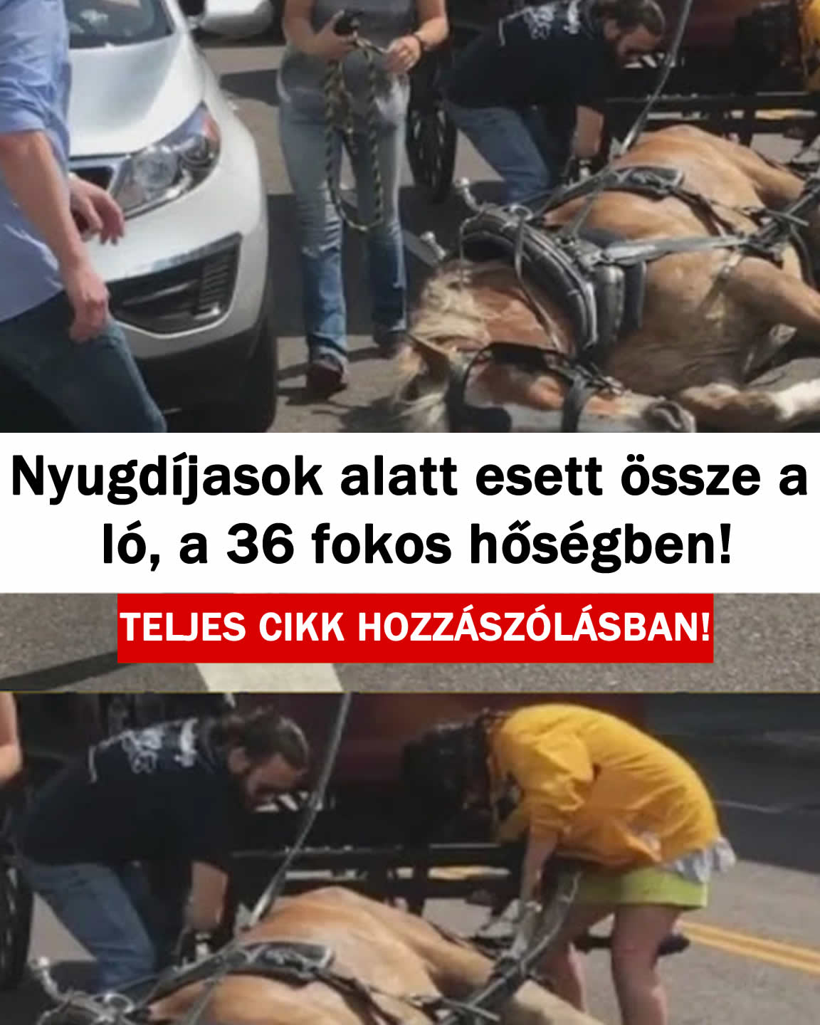 Nyugdíjasok alatt esett össze a ló, a 36 fokos hőségben!