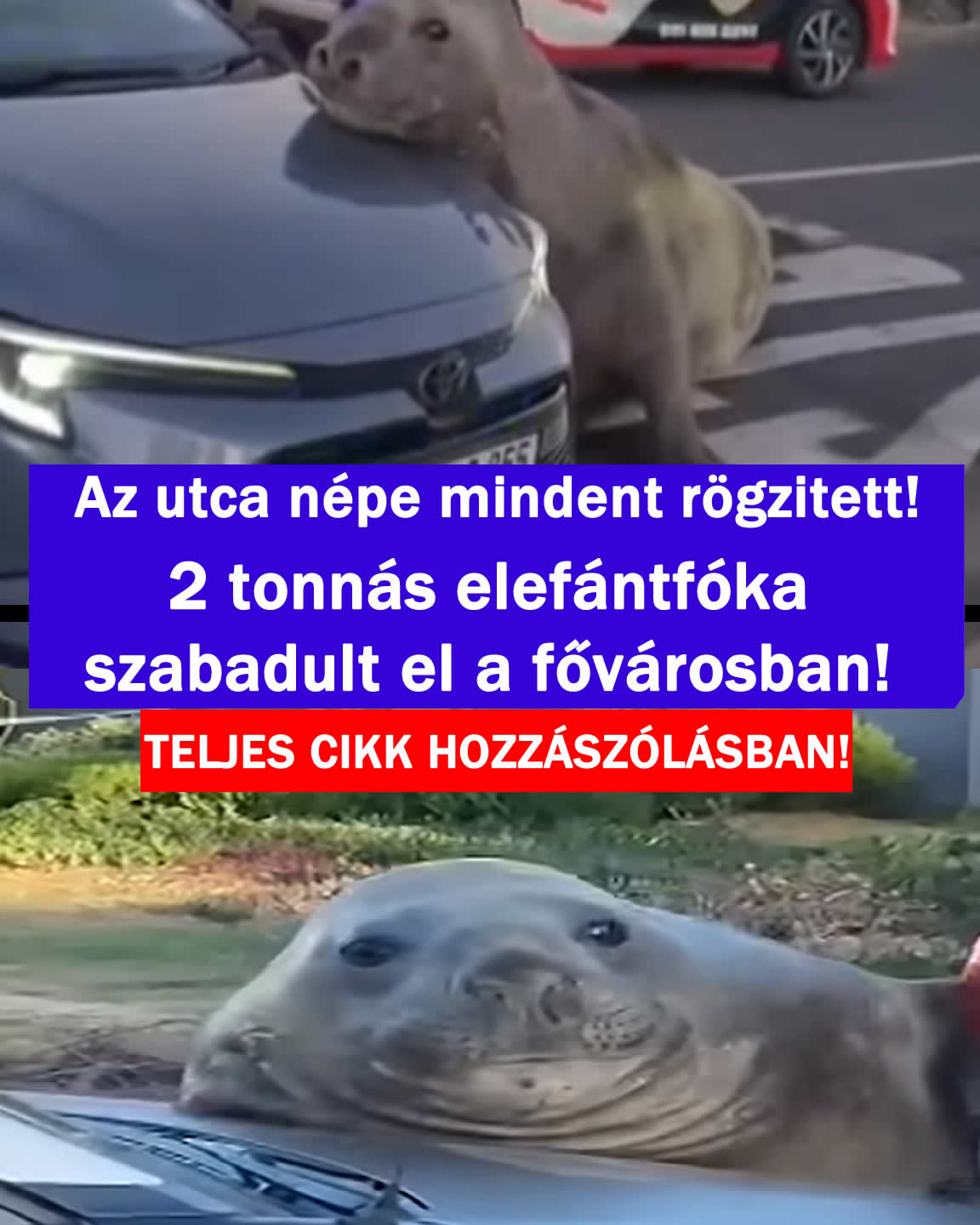 2 tonnás elefántfóka szabadult el a fővárosban!
