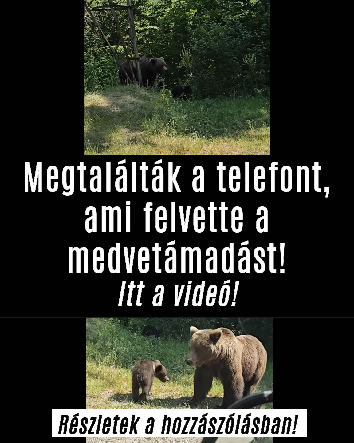 Megtalálták a telefont, ami felvette a medvetámadást!