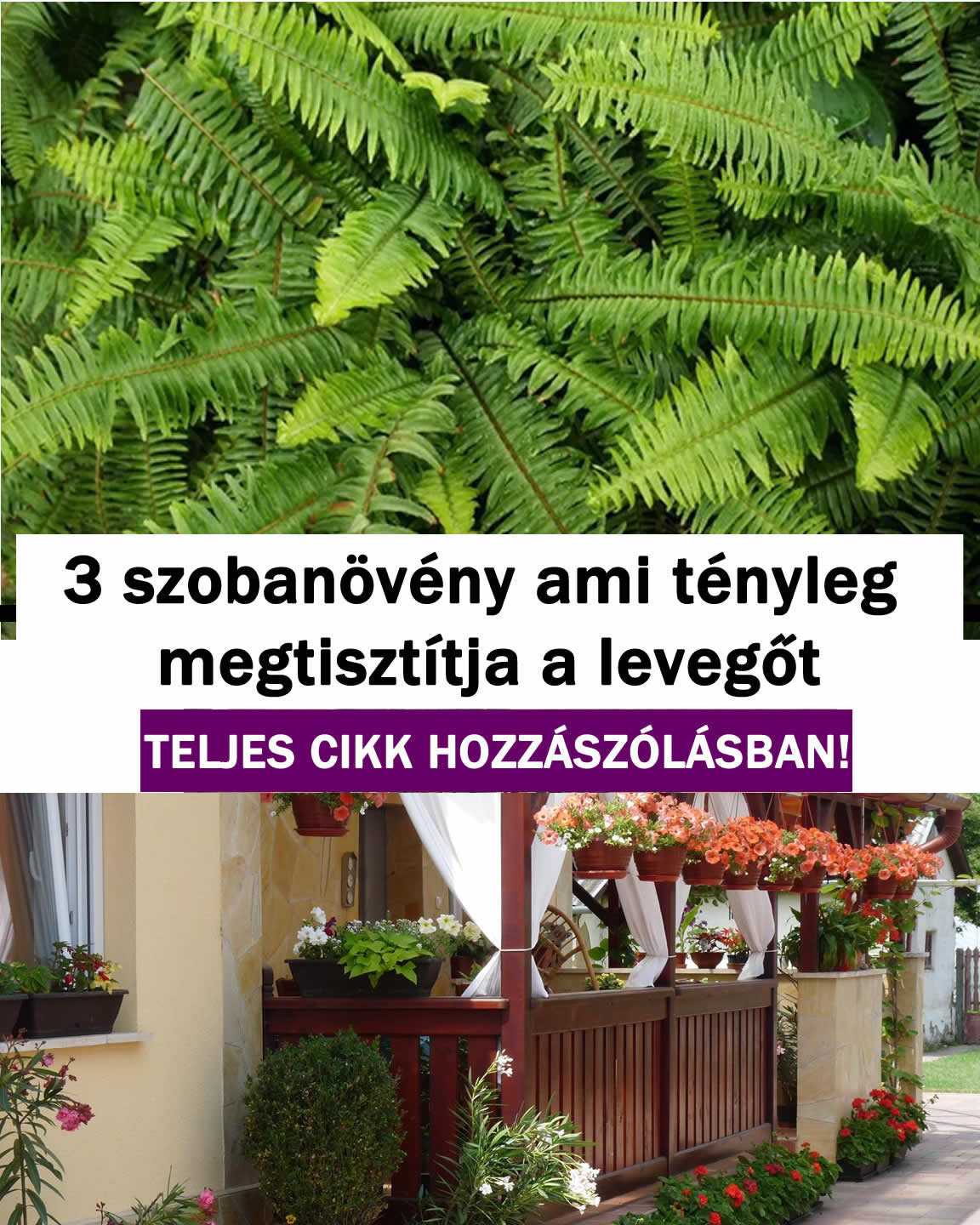 3 szobanövény ami tényleg megtisztítja a levegőt