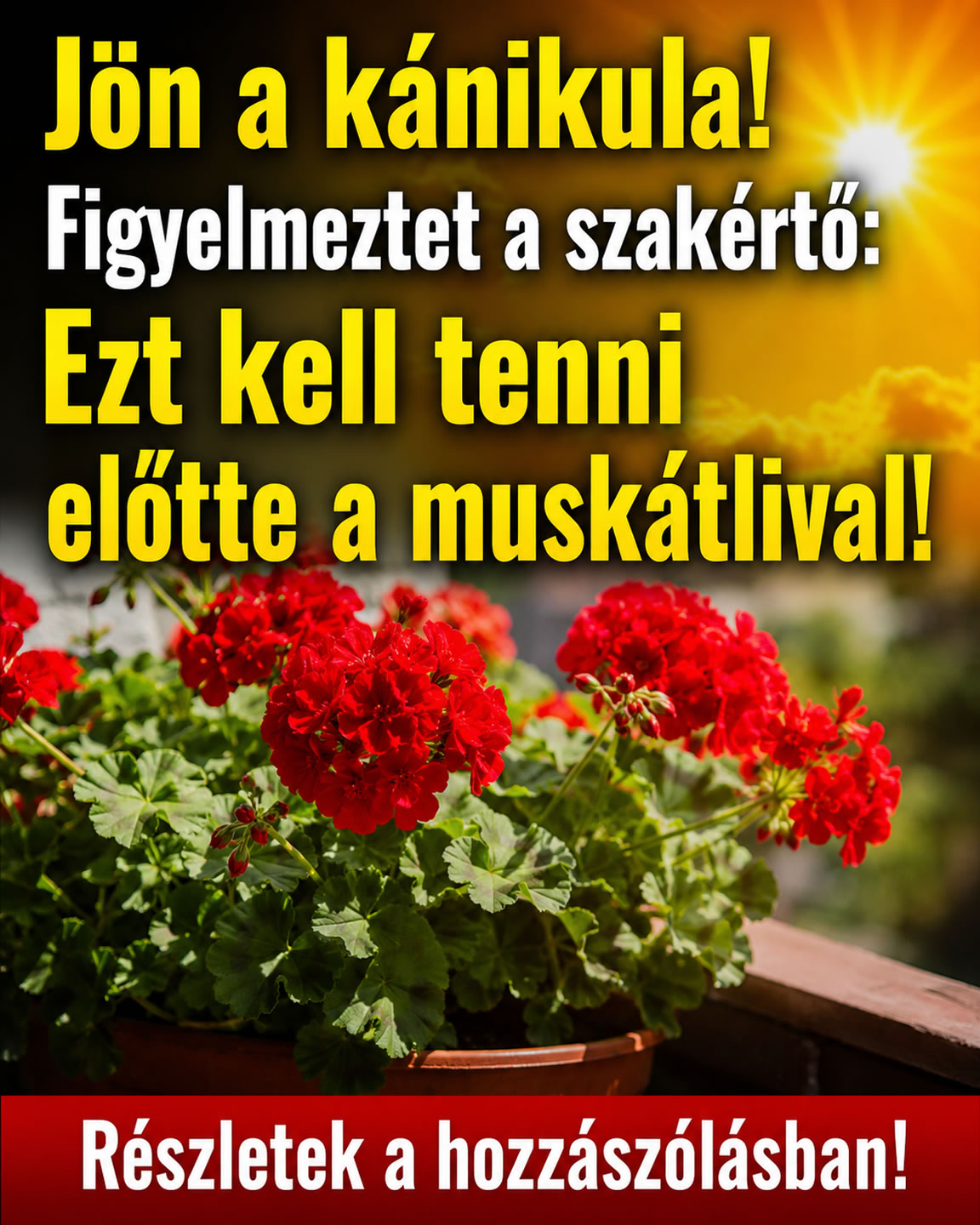 Jön a kánikula! Ezt tedd a muskátlival!